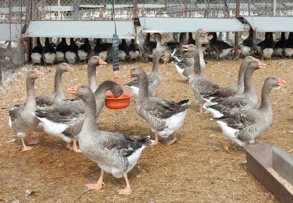 pazury. W pierwszym okresie odchowu tj. do 8 tygodnia ptaki te miały wolniejsze tempo wzrostu i ich masa osiągnęła 3,61 kg (samce) i 3,24 kg (samice).