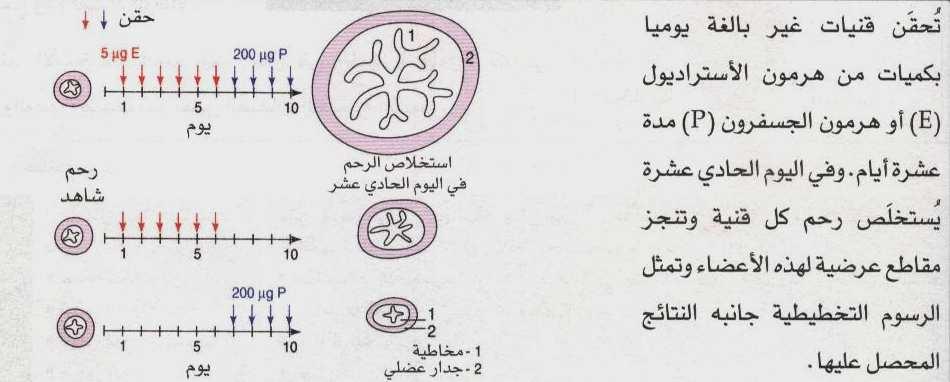 - استنتاج : عند المرأة بعد الحيض تكون المخاطة في أدنى سمك لها و تحت تا ثير الا وستروجينات تبدأ مخاطة الرحم في تشكلها عن طريق تكاثر خلاياها و تبدأ العروق الدموية نموها