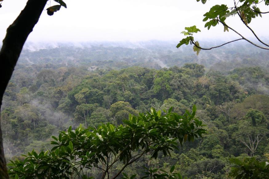 deszczowy Fot.: R. Laskowski Amazonia - Ekwador ok.