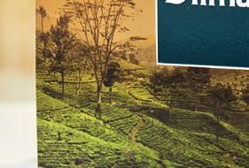 Ceylon Gold