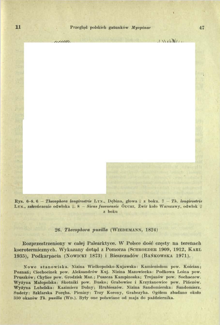 11 Przegląd polskich gatunków M ynpinar 47 77]lXY7ryTy/\nn R ys. 6-8. 6 Thecophora longirostris L tn., D ębina, głowa. z boku. 7 Th. longirostris liyn'., zakończenie odw łoka $.
