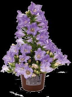 8 Kalanchoe wys.