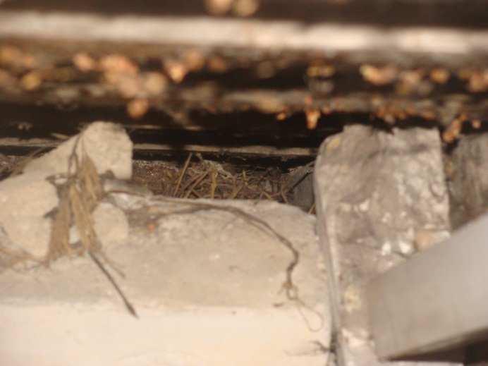 Gniazdo jerzyka (Apus apus) pomiędzy dachówkami a konstrukcją dachu, około 8