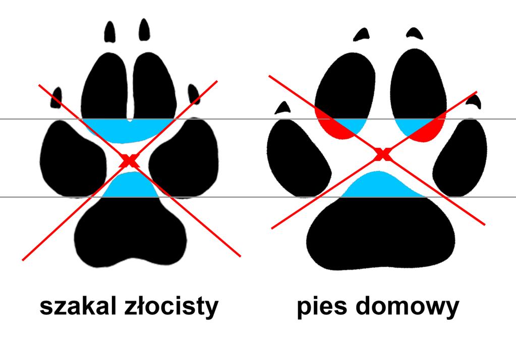ROZRÓŻNIANIE TROPÓW U psa nie da się wpisać litery X, tak żeby nie przecinała opuszek.