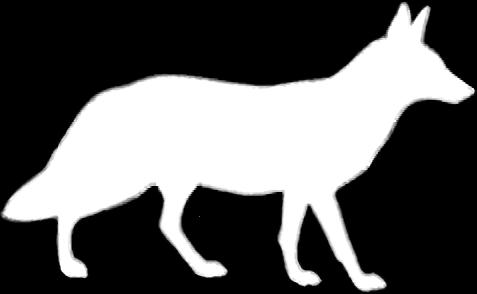 Canis aureus (Eurazja) Canis anthus