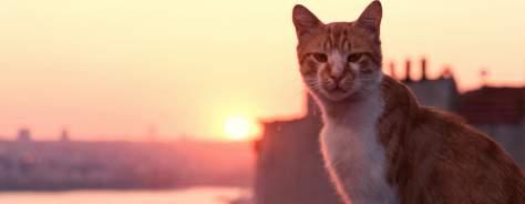 Kedi sekretne życie kotów reż. Ceyda Torun To w równym stopniu prezent dla właścicieli i wielbicieli tych zwierząt, co zachęta dla sceptyków.