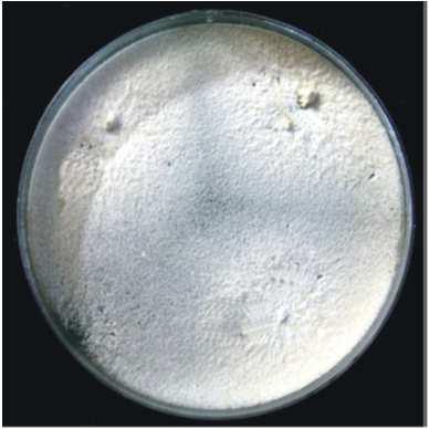 Byssochlamys spp.