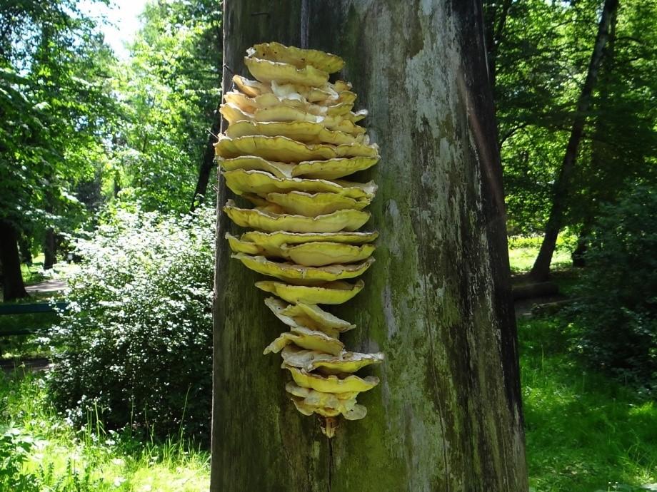 GRZYBY SAPROFITYCZNE grzyby saprofityczne zasiedlają martwe szczątki organiczne (roślinne, zwierzęce, obumarłe drzewa).