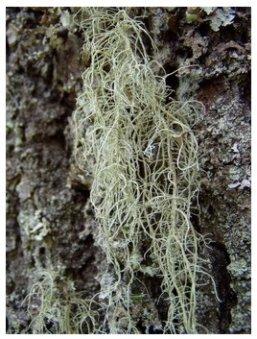 Mchy i wątrobowce Puszczy Knyszyńskiej Podobnie jak flora roślin naczyniowych, bogata i odznaczająca się wysokim stopniem naturalności jest flora mszaków (mchów i wątrobowców) Puszczy Knyszyńskiej.