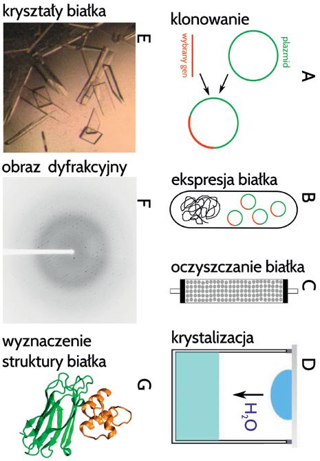 Wszechświat, t. 117, nr 10 12/2016 ARTYKUŁY 299 Ryc. 2. Schemat kolejnych czynności i doświadczeń prowadzących do wyznaczenia struktury białka metodami rentgenografii strukturalnej.
