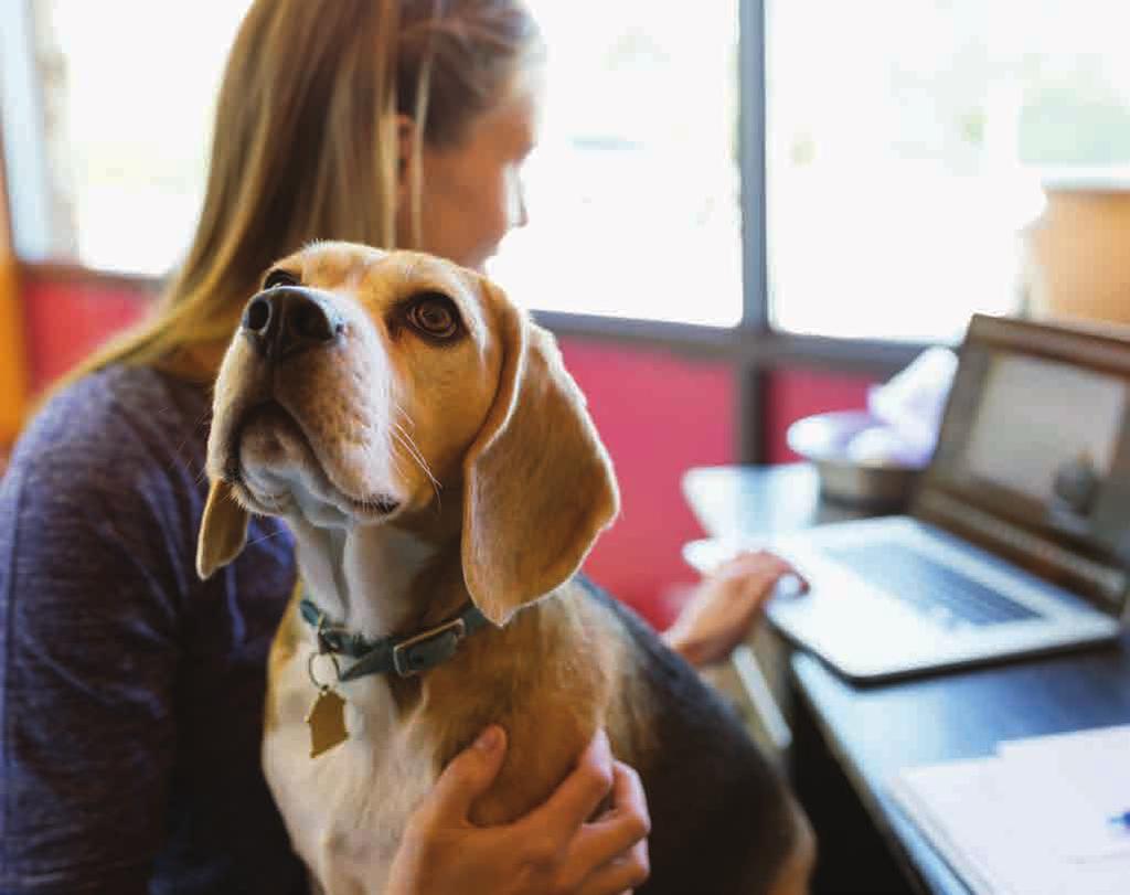 3 BUDOWANIE REPUTACJI, PRZYCIĄGANIE TALENTÓW I MILENIALSÓW 31 % właścicieli psów stwierdziło, że obecność psów w biurze poprawia wizerunek