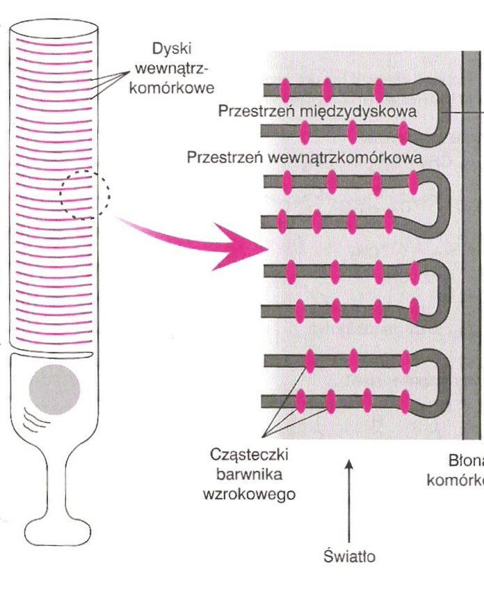 Fotoreceptory - działanie rodopsyna = 11-cis-retinal-opsyna DYSKI SEGMENTU ZEWNĘTRZNEGO SEGMENT WEWNĘTRZNY CIAŁO KOMÓRKI Enzymy Światło 11-trans- retinal + opsyna transducyna (białko G)