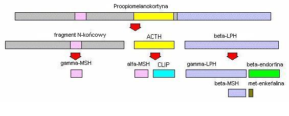 Płat przedni przysadki (adenohypophysis) Tyreotropina TSH Gonadotropiny: hormon luteinizujący LH i folikulotropina FSH