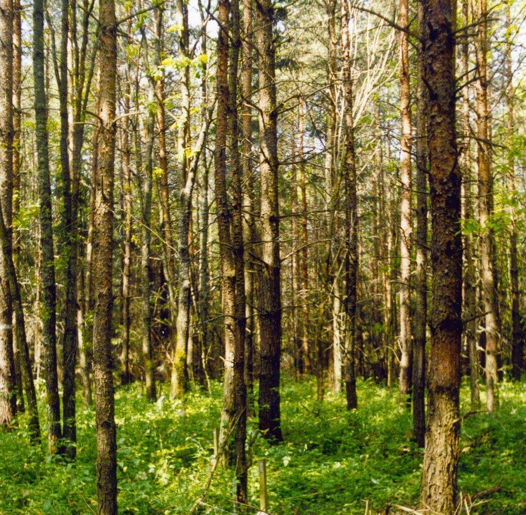 Kórnik