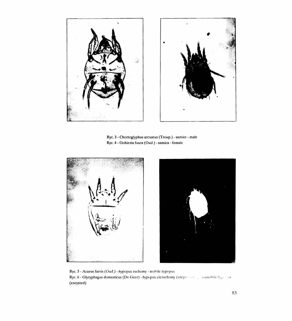 Ryc. 3 - ChortogJyphus arcuatus (Troup.) - samiec - maje Ryc. 4 - Gohieria fusca (Oud.) - samica - fernale Ryc. 5 - Acarus farris (Oud.