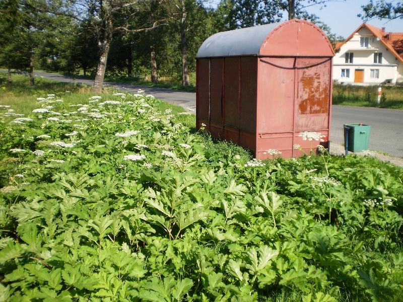 populacja barszczu może być dużo większa.