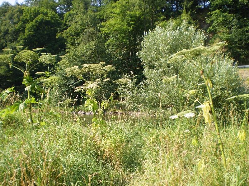 Podlesia. Dawniej barszcz występował tu bardzo licznie na pastwiskach, jego populacja mogła wynosić nawet 36 tysięcy roślin.