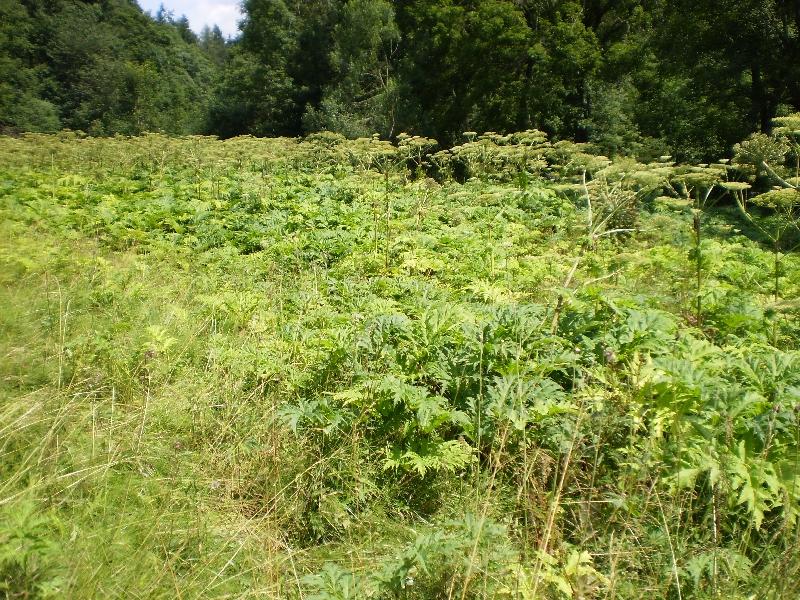 w zaroślach nad Dziką Orlicą w rejonie wsi Rudawa, dość licznie natomiast wokół wsi Różanka, w nadrzecznych ziołoroślach, na przydrożach i nieużytkach - tam naliczono 200 roślin.