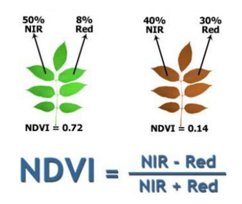 Normalized Difference Vegetation Index (NDVI) Źródło: http://www.ece.
