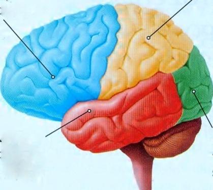 Zadanie 21. (0-4 pkt.) A C B D Na rysunku przedstawiono mózg. Kora mózgu dzieli się na płaty. Mieszczą się w niej ośrodki odpowiadające za określone funkcje.