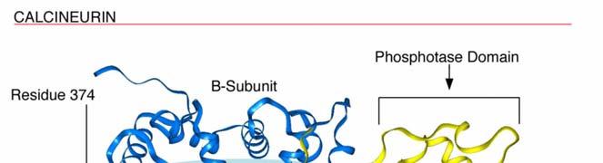 Kalcyneuryna extremely sensitive to protease