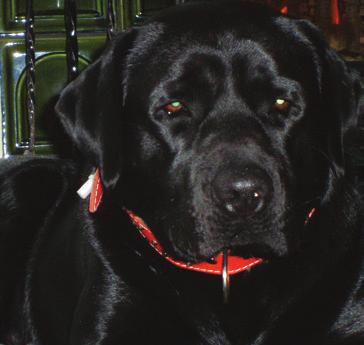 Skubi był psem obowiązkowym i terytorialnym ale poza działką był przyjacielem ludzi. Po niespełna roku od pojawienia się Farny ktoś Skubiego ukradł to był Dzień Matki w 2009r.