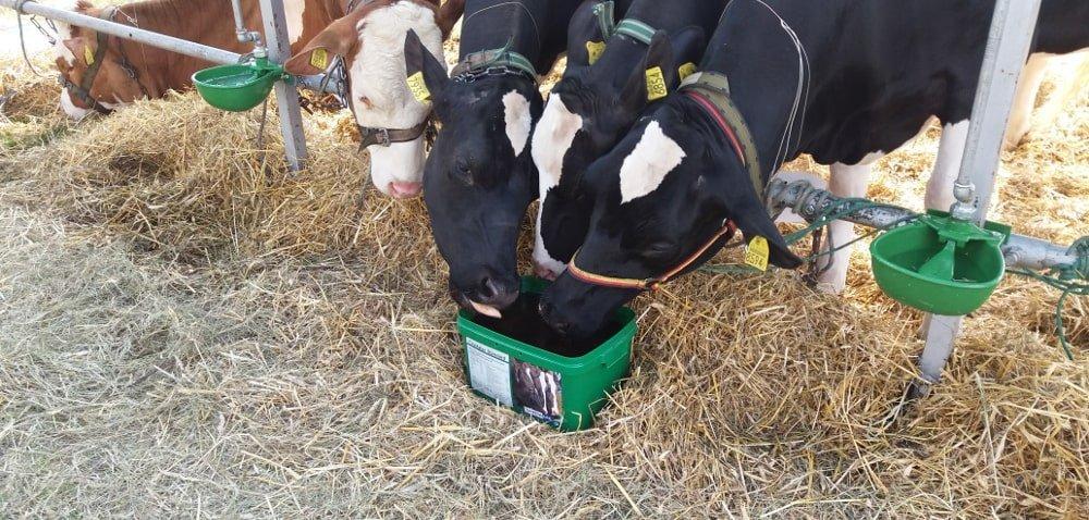 https://www. Doskonałe źródło energii dla krów wysokomlecznych Autor: Anna Klimecka Data: 22 października 2018 Produkty Crystalyx to wysoko energetyczne mieszanki uzupełniające.