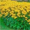 Dane aktualne na dzień: 26-02-2019 16:16 Link do produktu: http://www.goldplants.eu/bylina-rudbekia-okazala-zolta-rudbeckia-speciosa-b227-h-p-1123.