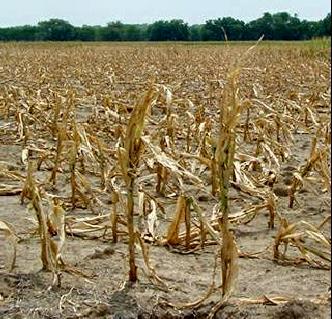 SUSZA HYDROLOGICZNA CZAS SUSZA ROLNICZA SUSZA METEOROLOGICZNA Naturalna zmienność klimatu Niedobór opadów (suma, natężenie, czas) Zmniejszona infiltracja, szybki spływ wody oraz zmniejszone zasilanie