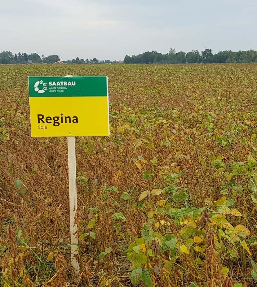 REGINA to najnowsza propozycja w naszej ofercie. Została zarejestrowana w Polsce, w 2018 roku, wśród odmian późnych i rekomendowana jest do uprawy w południowej oraz centralnej Polsce.
