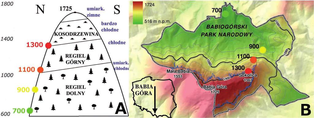 pó³nocnymi i ³agodnie nachylonymi po³udniowymi stokami ( ajczak ). Taka rzeÿba sprzyja wyraÿnemu wykszta³ceniu piêter roœlinno-klimatycznych (Obrêbska-Starkel 963) (Ryc.A).