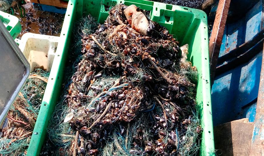 Ochrona i odbudowa morskiej różnorodności biologicznej i ekosystemów morskich w ramach zrównoważonej działalności połowowej, polegającej na zbieraniu utraconych narzędzi połowowych i odpadów morskich