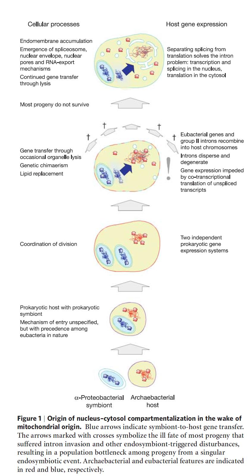 Współczesny obraz eukariogenezy Symbioza gospodarza - Archeona i symbionta - α-proteobakterii