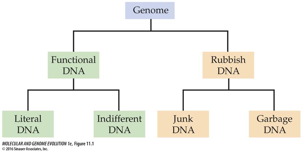 Elementy genomu - klasyfikacja ewolucyjna Literal DNA - selekcji podlega sekwencja nukleotydowa Indifferent DNA - fragmenty potrzebne, ale