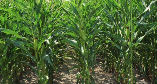 Nawożenie kukurydzy fosforem i potasem należy rozpatrywać w zmianowaniu. Podstawą efektywnego nawożenia tymi składnikami jest właściwy sposób zagospodarowania resztek roślinnych (słomy).