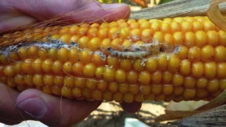 Szkodniki W niedługim czasie ochrona przed szkodnikami może zostać kolejnym kluczowym zabiegiem w uprawie kukurydzy.