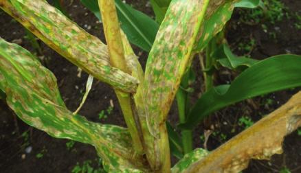 Żółta plamistość liści kukurydzy (sprawca: grzyb Helminthosporium turcicum) Pierwotnym źródłem porażenia są resztki pożniwne kukurydzy zawierające zarodniki.