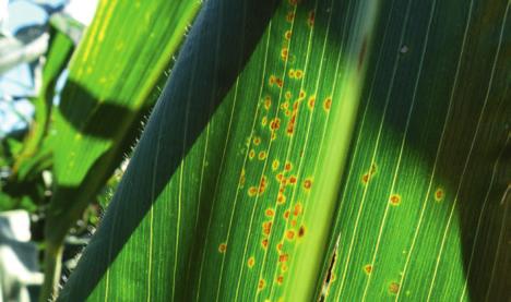 Ochrona Głownia pyląca kukurydzy (sprawca: grzyb Sphacelotheca reiliana) Pierwotnym źródłem infekcji jest gleba (zwłaszcza na plantacjach prowadzonych w wieloletniej monokulturze), resztki pożniwne