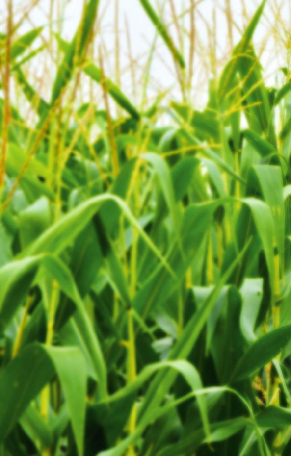 WSTĘP Kukurydza uprawa z przyszłością Polscy rolnicy od wielu lat uprawiają kukurydzę, a jej areał systematycznie się powiększa.