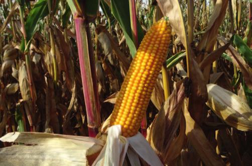 Zbiór Na ziarno Zbiór kukurydzy uprawianej na ziarno jest możliwy do przeprowadzenia po osiągnięciu przez ziarno dojrzałości fizjologicznej.