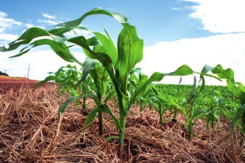 Wysoka produktywność roślin kukurydzy sprawia, że jej potrzeby wodne i pokarmowe, pomimo oszczędnej gospodarki wodnej jak i składnikami pokarmowymi, są wysokie.