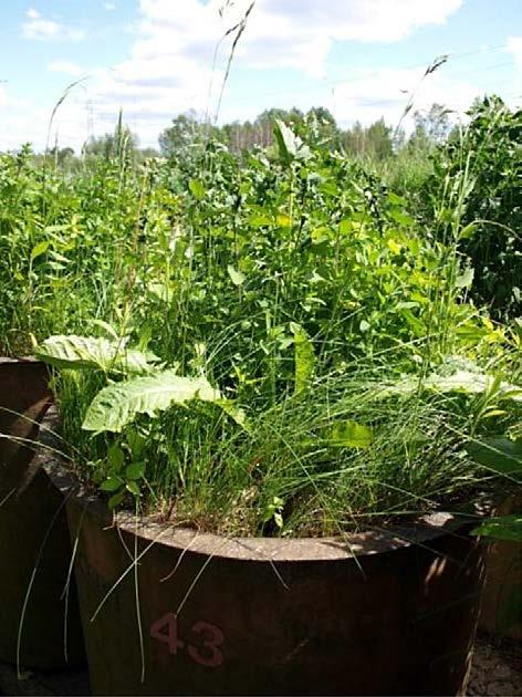 Fot. 7. Mniszek pospolity (Taraxacum officinale) wśród traw za złożu z kompostem ZUSOK (drugi rok doświadczenia) Fot. 8.