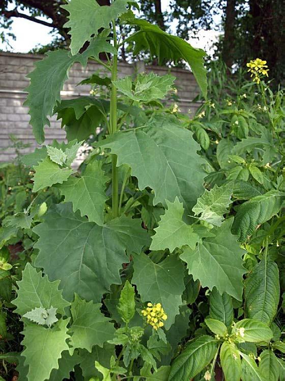 Fot. 13. Komosa murowa (Chenopodium murale) w pojemniku z kompostem Radiowo (drugi rok doświadczenia) Fot. 14.