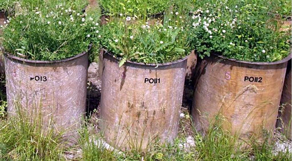 15), mlecz polny (Sonchus arvensis), nawłoć kanadyjska (Solidago canadensis), konyza kanadyjska (Conyza canadensis).