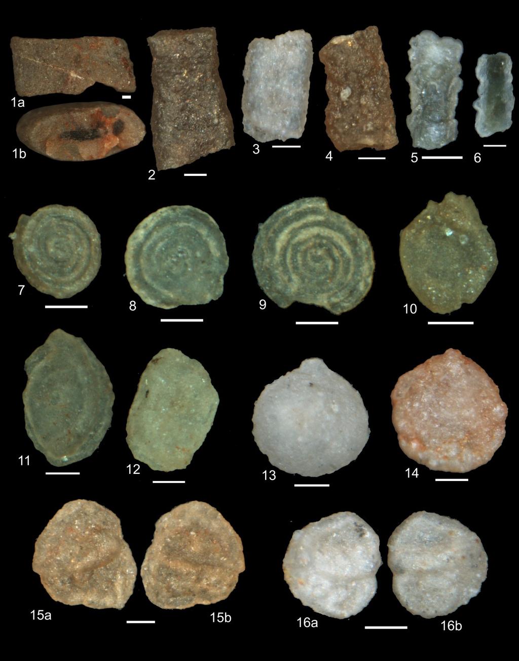 248 Waśkowska, Cieszkowski & Bębenek Plate 1. 1, 2. Bathysiphon sp., 3. Bathysiphon microrhapidus Samuel, 4, 5, 6. Psammosiphonella sp., 7, 8, 9. Annectina sp. 1, 10. Caudammina sp.