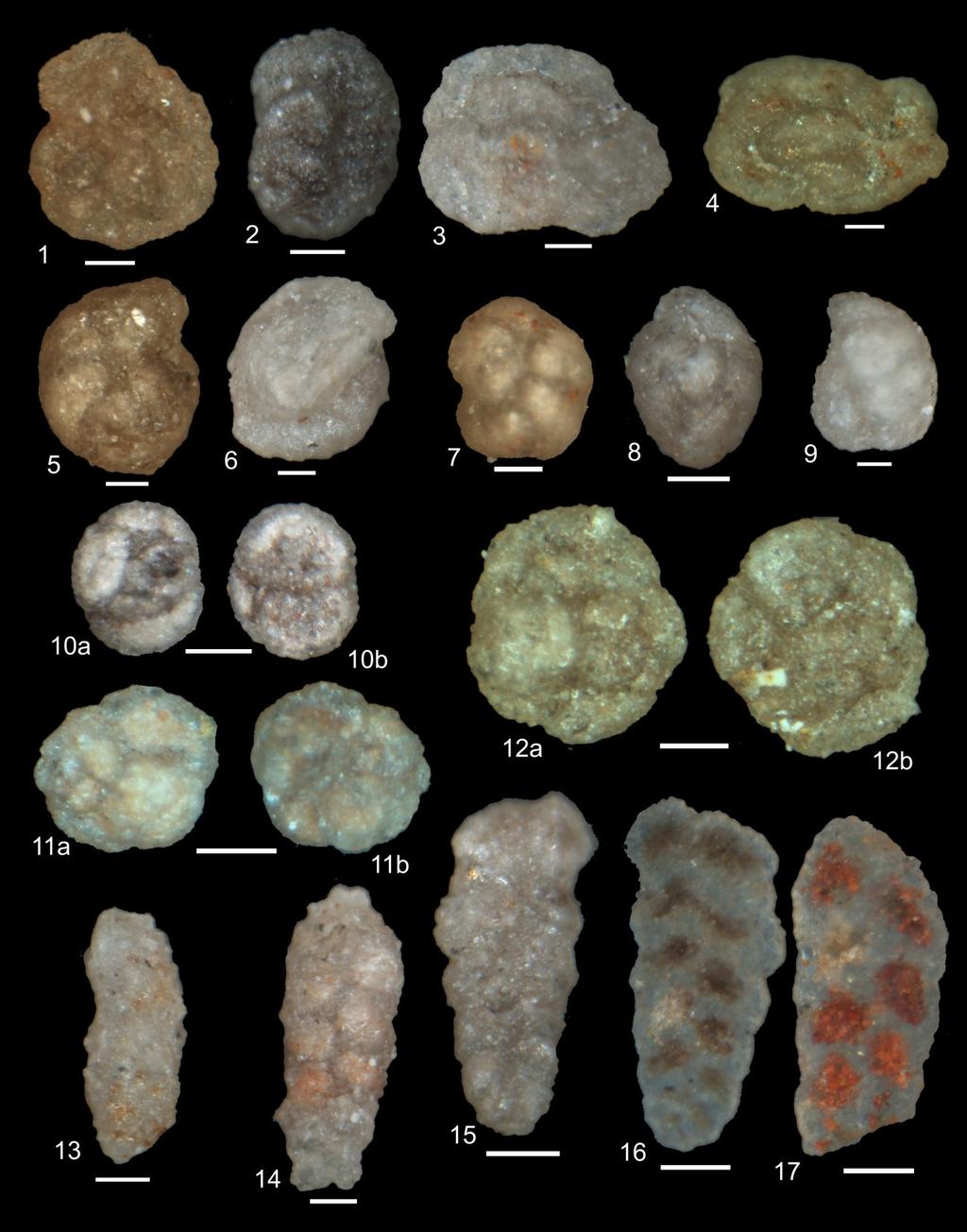 Trochammina semi-specific assemblages from the Upper Paleocene 249 Plate 2. 1. Haplophragmoides excavatus Cushman & Waters, 2. Haplophragmoides stomatus (Grzybowski), 3, 4.