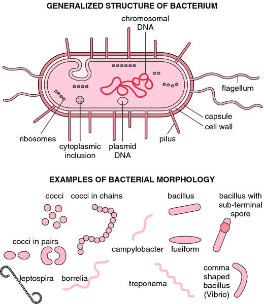 http://medical-dictionary.