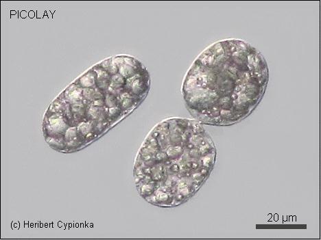 Protocyt - wielkość Do dużych bakterii, rosnących bardzo powoli należą Chromatium