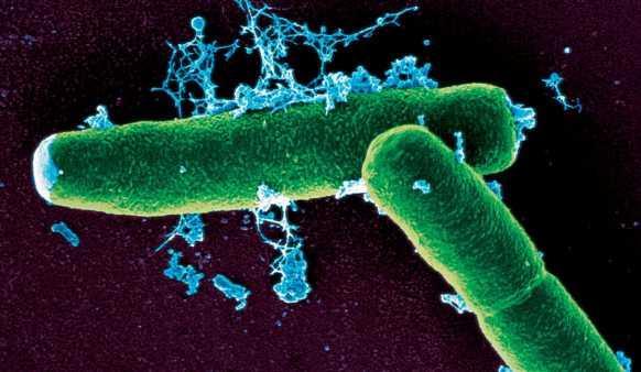 Protocyt Komórki prokariotyczne (z wyjątkiem np. Mycoplasma) są pokryte ścianą komórkową.