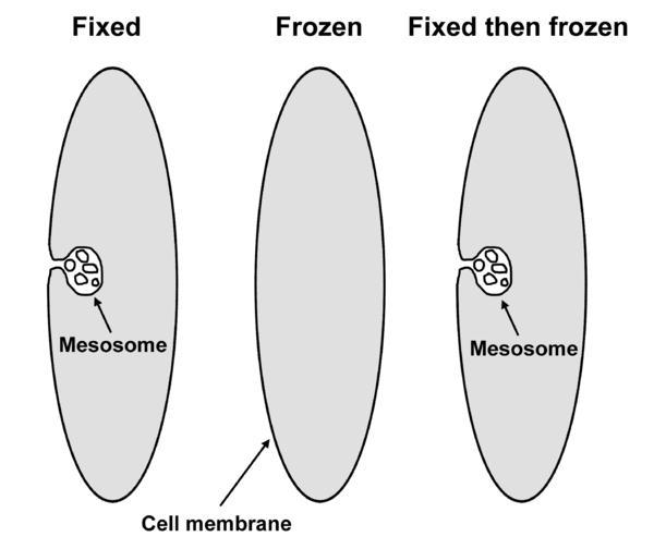 Protocyty Mezosomy zostały opisane w 1959 r. przez J.D.